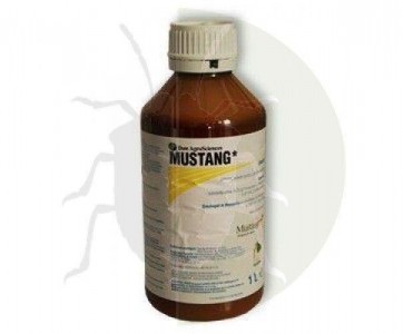 Mustang